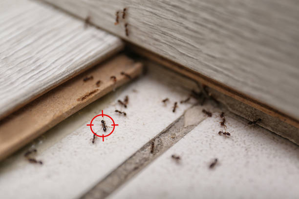 Best Pest Prevention Services  in Olivet, MI