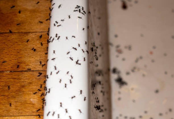 Best Best Pest Control Companies  in Olivet, MI